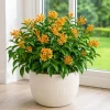 Orange Zest Jasmine Live Plant, Fragrant Flower, 4-8 Inch Tall, No Pot - Image 1