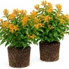 Orange Zest Jasmine Live Plants – Fragrant Flowering Tree – Set of 2 – 4-8 Inch Tall - Image 1