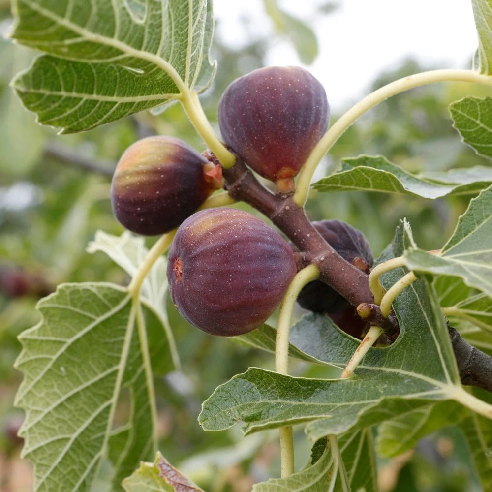 Organic Purple Fig Plant Seedling – Live Plant – 6 inch Pot – Outdoor Fruit - Image 1