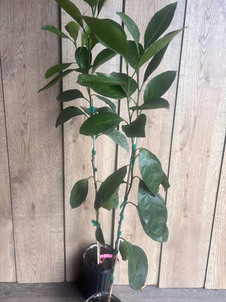 Owari Tangerine Tree Live Plant – Grafted, Cold Hardy, 1/2 Gallon Pot - Cannot ship to CA - Image 2