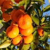 Owari Tangerine Tree Live Plant – Grafted, Cold Hardy, 1/2 Gallon Pot - Cannot ship to CA - Image 1