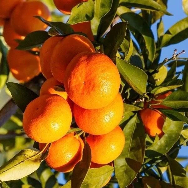 Owari Tangerine Tree Live Plant – Grafted, Cold Hardy, 1/2 Gallon Pot - Cannot ship to CA - Image 1