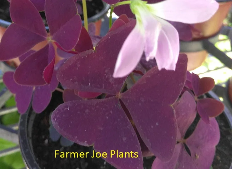Oxalis Burgundy Ebony False Shamrock Live Plant - Pink Bloom - 4" Pot - Image 2