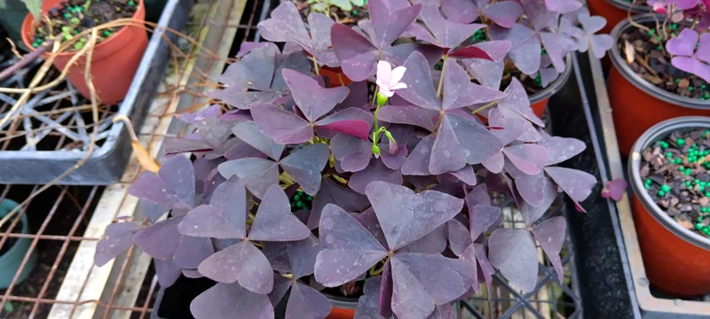 Oxalis Burgundy Ebony False Shamrock Live Plant - Pink Bloom - 4" Pot - Image 1