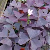 Oxalis False Shamrock Burgundy Ebony Live Plant, Pink Blooms, Edible, 4in Tall - Image 1
