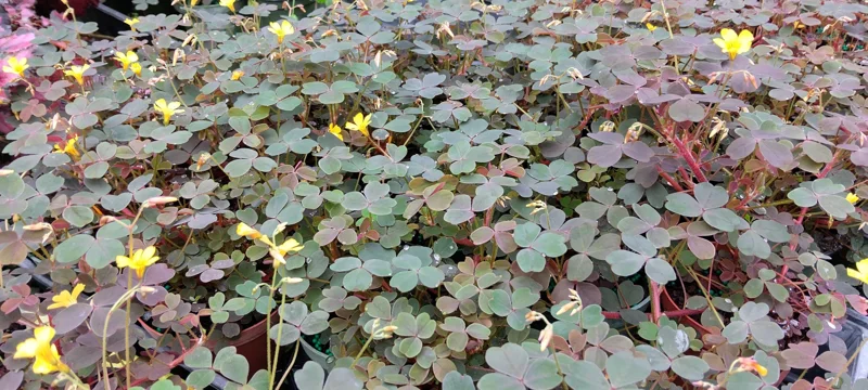 Oxalis False Shamrock Chocolate Live Plant - Yellow Bloom - 4 Inch Tall Edible Plant - Image 2
