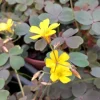 Oxalis False Shamrock Chocolate Live Plant - Yellow Bloom - 4 Inch Tall Edible Plant - Image 1