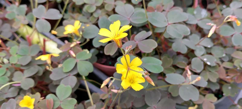 Oxalis False Shamrock Chocolate Live Plant - Yellow Bloom - 4 Inch Tall Edible Plant - Image 1