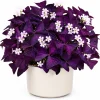 Oxalis Purple Shamrock Live Plant - Darker Purple, 4-8 Inch Tall, No Pot - Image 1