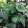 Paan Piper Betel Live Plant - Beetle Leaf, 4in Pot, Indoor/Outdoor - Image 1