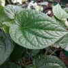 Paan Piper Betel Live Plant – Beetle Leaf Vine – 4-inch Pot – Indoor/Outdoor - Image 1