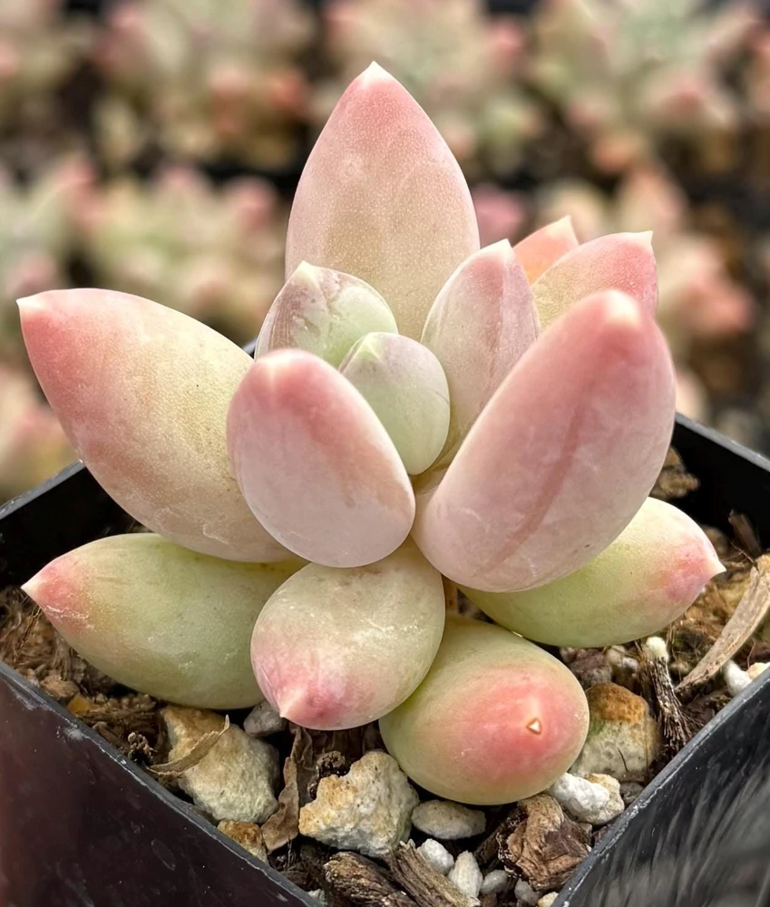 Pachyphytum Compactum Rose Live Succulent - Little Jewel Pink Plant in 2 inch Pot - Image 2