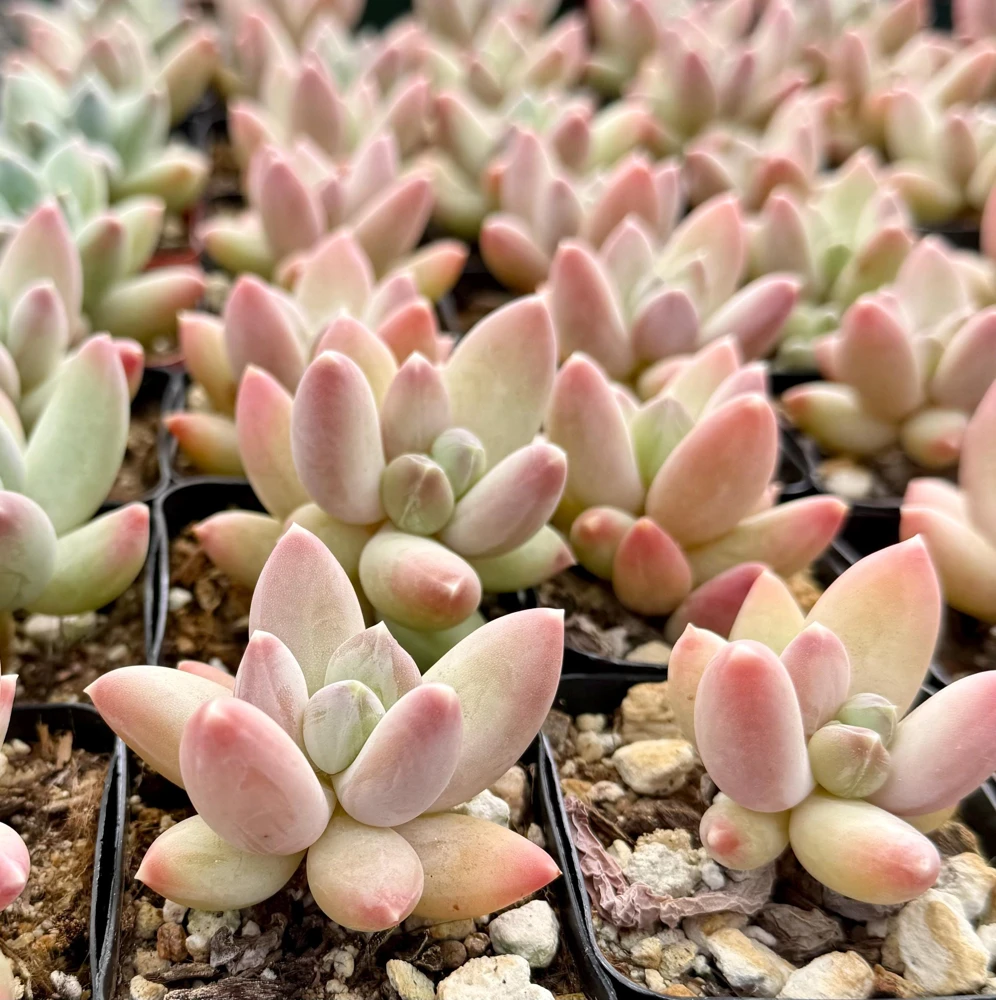 Pachyphytum Compactum Rose Live Succulent - Little Jewel Pink Plant in 2 inch Pot - Image 3