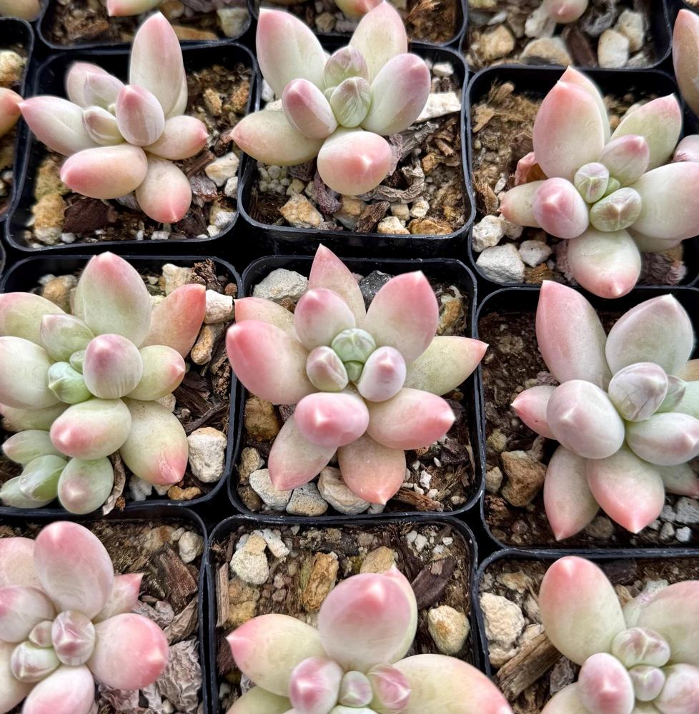 Pachyphytum Compactum Rose Live Succulent - Little Jewel Pink Plant in 2 inch Pot - Image 4