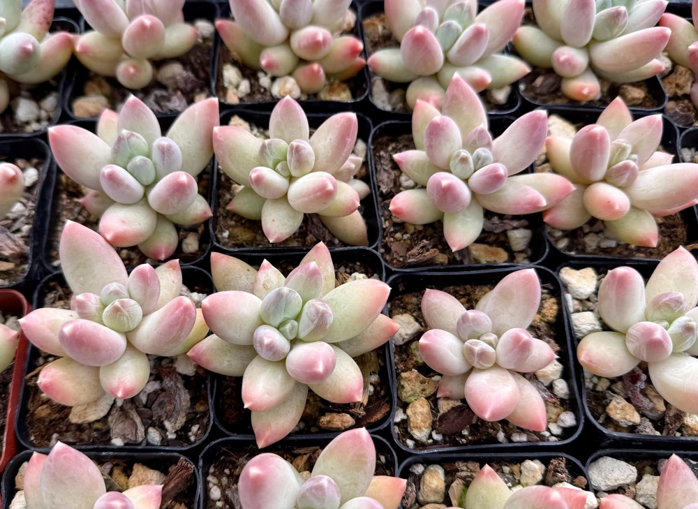Pachyphytum Compactum Rose Live Succulent - Little Jewel Pink Plant in 2 inch Pot - Image 5