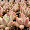 Pachyphytum Compactum Rose Live Succulent - Little Jewel Pink Plant in 2 inch Pot - Image 1