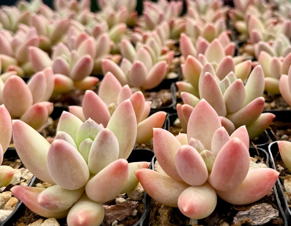 Pachyphytum Compactum Rose Live Succulent - Little Jewel Pink Plant in 2 inch Pot - Image 1