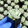 Pachyveria Draco Live Succulent Plant – 2-inch Pot – Indoor/Outdoor - Image 1