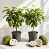 Pack 2 Soursop Live Plants, Guanabana Tropical Tree, 5-10 Inches Tall - Image 1