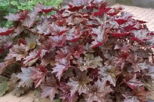 Palace Purple Heuchera Live Plant - Coral Bells, Perennial, USDA Zones 4-9 - Image 3