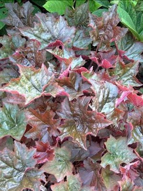 Palace Purple Heuchera Live Plant - Coral Bells, Perennial, USDA Zones 4-9 - Image 1