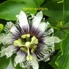 Panama Red Passion Fruit Live Plant - Passiflora edulis 'Panama Red' - 4in Tall - Image 1
