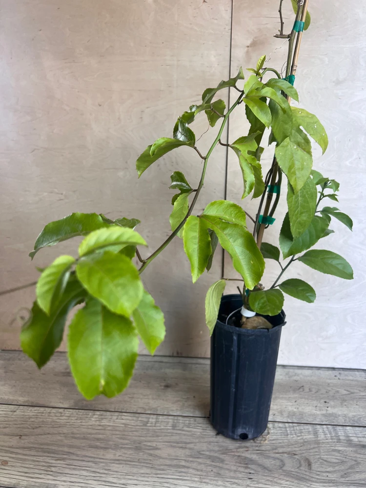 Panama Red Passion Fruit Live Plant – Vine – 0.5 Gallon Pot – Outdoor Fruiting - Cannot ship to CA - Image 2