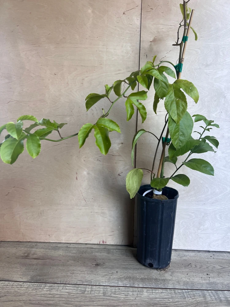 Panama Red Passion Fruit Live Plant – Vine – 0.5 Gallon Pot – Outdoor Fruiting - Cannot ship to CA - Image 3