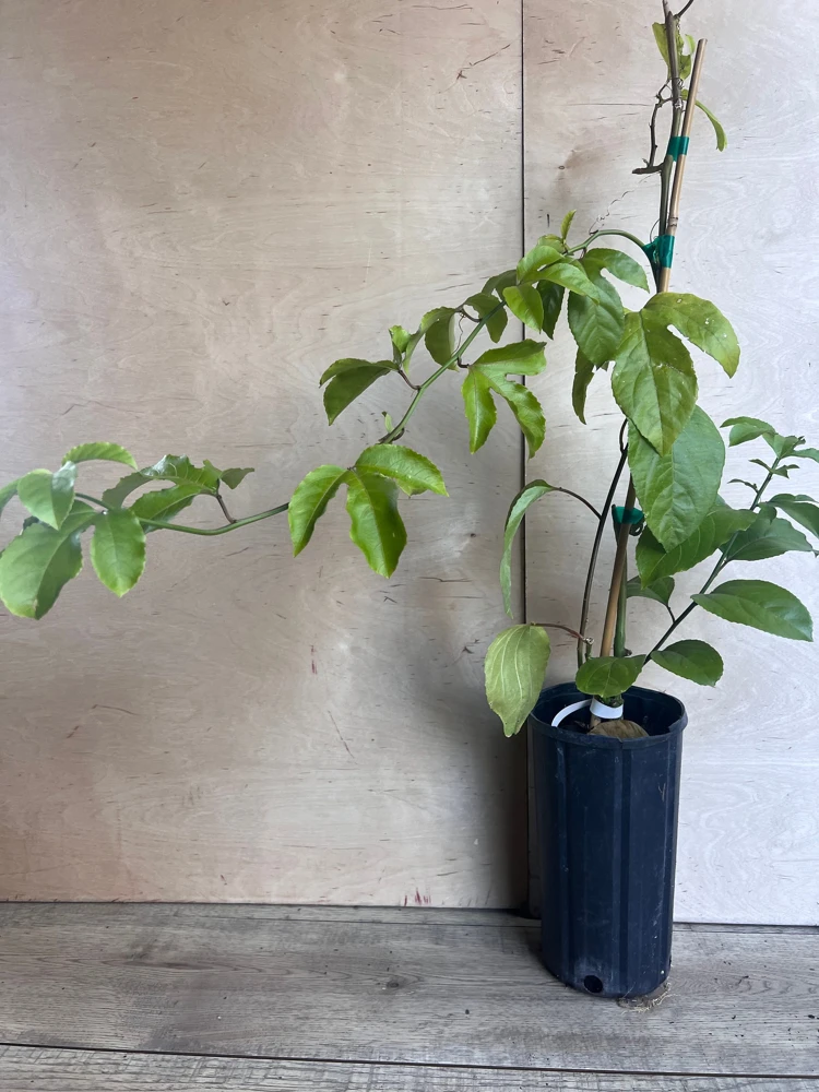Panama Red Passion Fruit Live Plant – Vine – 0.5 Gallon Pot – Outdoor Fruiting - Cannot ship to CA - Image 4