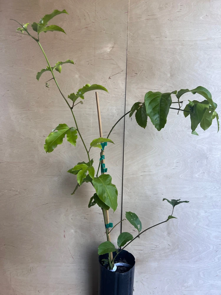 Panama Red Passion Fruit Live Plant – Vine – 0.5 Gallon Pot – Outdoor Fruiting - Cannot ship to CA - Image 5