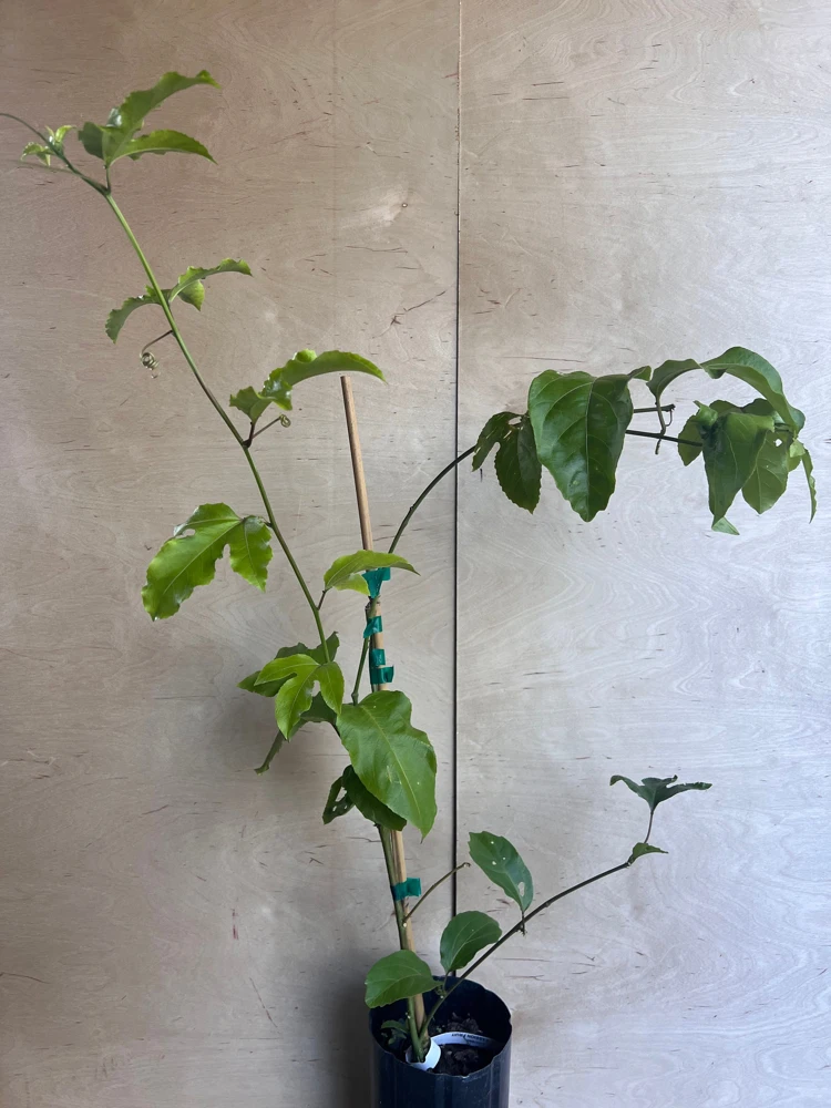 Panama Red Passion Fruit Live Plant – Vine – 0.5 Gallon Pot – Outdoor Fruiting - Cannot ship to CA - Image 6
