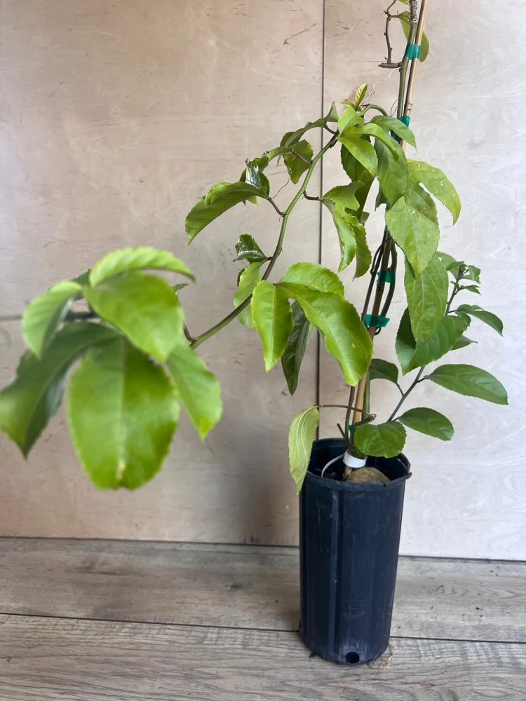 Panama Red Passion Fruit Live Plant – Vine – 0.5 Gallon Pot – Outdoor Fruiting - Cannot ship to CA - Image 7
