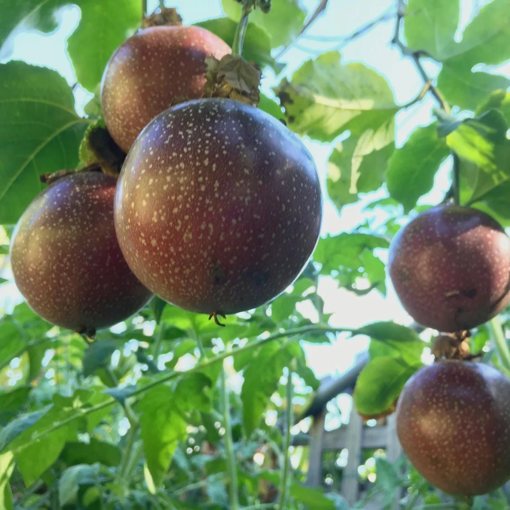 Panama Red Passion Fruit Live Plant – Vine – 0.5 Gallon Pot – Outdoor Fruiting - Cannot ship to CA - Image 1