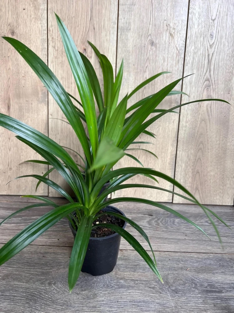 Pandan Live Plant - Aromatic Culinary Herb in 4 inch Pot - Indoor/Outdoor - Cannot ship to CA - Image 1