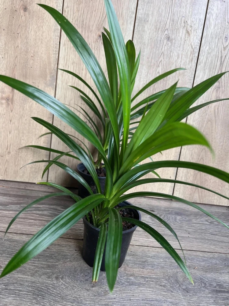 Pandan Live Plant - Aromatic Culinary Herb in 4 inch Pot - Indoor/Outdoor - Cannot ship to CA - Image 6