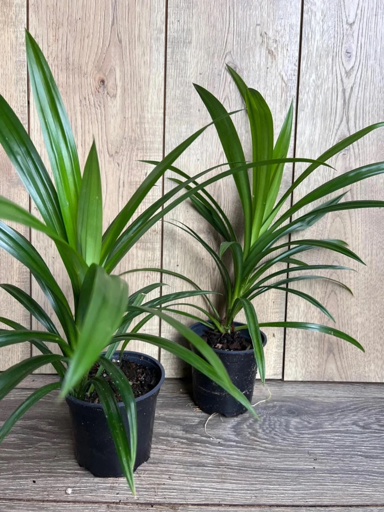 Pandan Live Plant - Aromatic Culinary Herb in 4 inch Pot - Indoor/Outdoor - Cannot ship to CA - Image 7