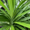 Pandan Live Plant - Culinary & Aromatic Pandanus in 4" Pot, 14-20" Tall - Cannot ship to CA - Image 1