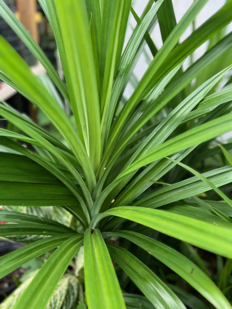 Pandan Live Plant - Culinary & Aromatic Pandanus in 4" Pot, 14-20" Tall - Cannot ship to CA - Image 1