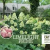 Panicle Hydrangea Shrub - Live Plant for Outdoor Gardens - Image 1