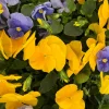 Pansy Delta Pure Color Mix Live Plant, 4 inch Pot, Vibrant Colors, Outdoor - Image 1