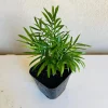 Parlor Palm Live Plant - 4 inch Pot - Indoor Houseplant - Chamaedorea Elegans - Image 1