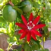 Passiflora Coccinea Red Passion Flower Live Plant - 4 inch Pot Tropical Vine - Image 1