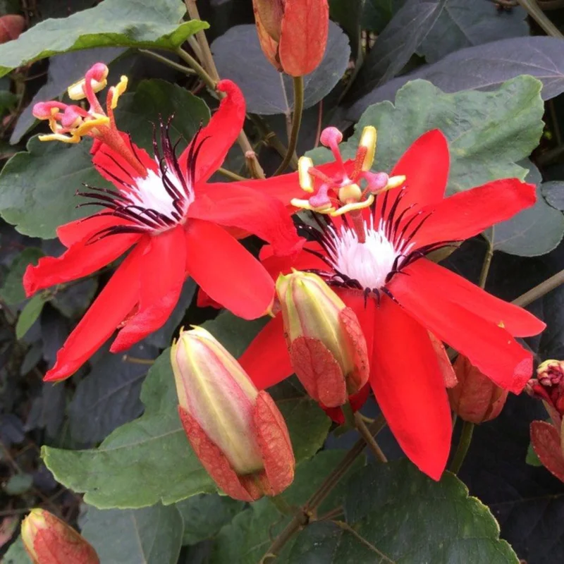 Passiflora Coccinea Red Passion Flower Live Plant - 4 inch Pot Tropical Vine - Image 2