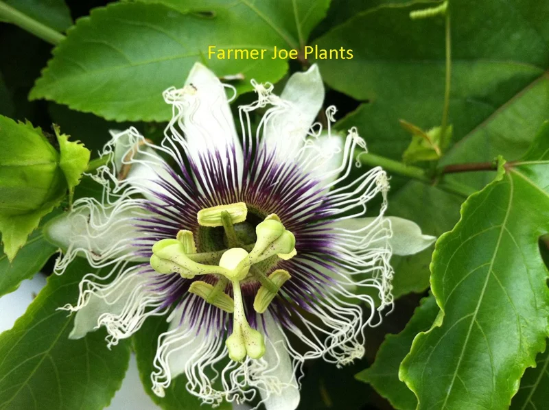 Passiflora Edulis 'Possum Purple' Passion Fruit Vine - Live Plant - 4 inch Tall - Image 1