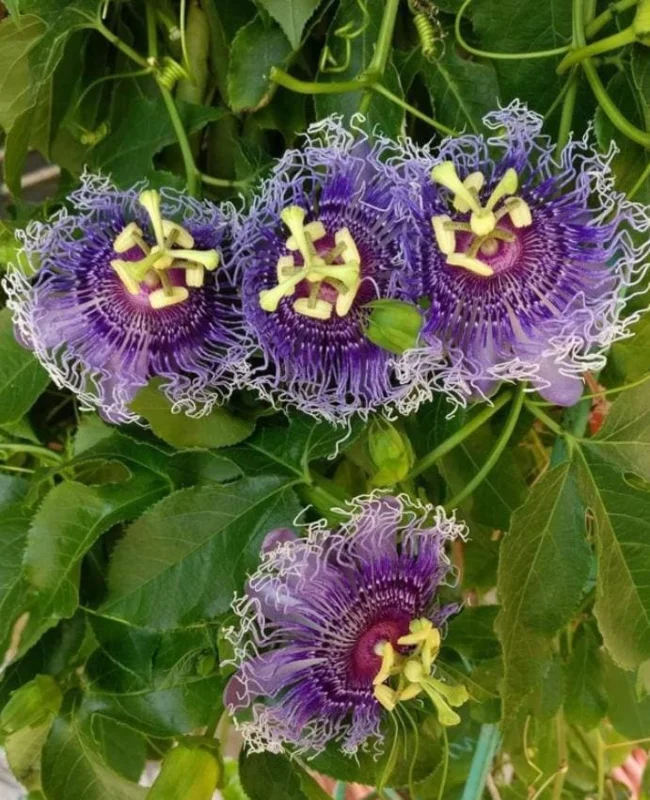 Passiflora Inspiration Live Plant - 4-8" Tall Exotic Flowering Vine for Trellis - Image 2