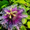 Passiflora Inspiration Live Plant - 4-8" Tall Exotic Flowering Vine for Trellis - Image 1