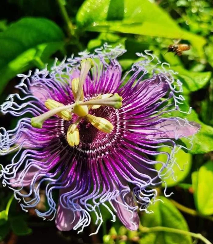 Passiflora Inspiration Live Plant - Exotic Flowering Vine - 4-8 Inch Tall - Outdoor - Image 2