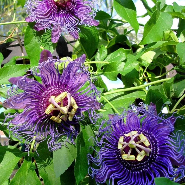 Passiflora Inspiration Live Plant - Exotic Flowering Vine - 4-8 Inch Tall - Outdoor - Image 1
