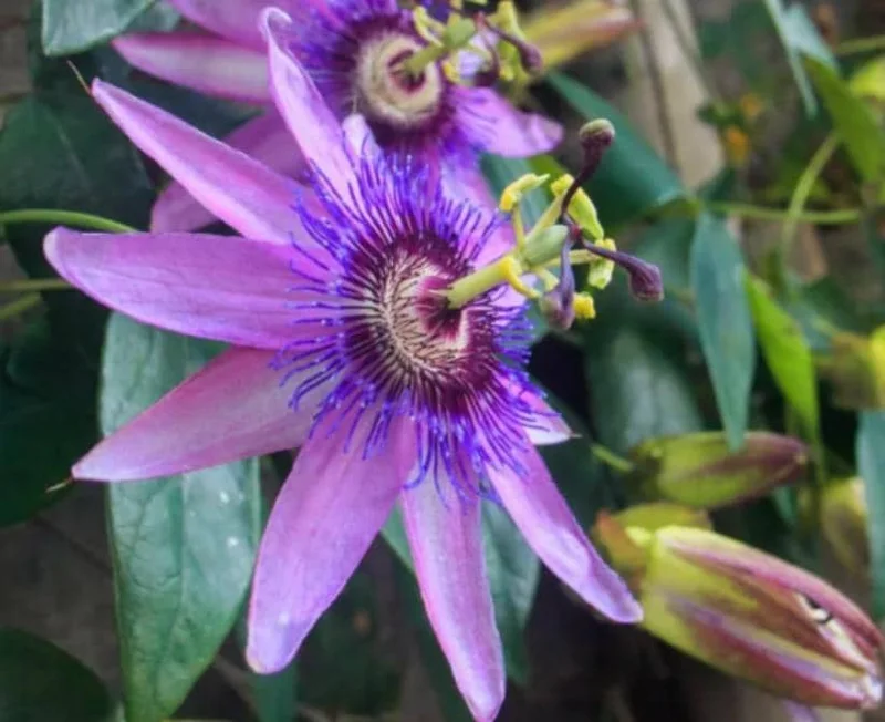 Passiflora Lady Lavender Live Plant - 6-8" Tall Flower Vine - Image 2