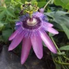 Passiflora Lady Lavender Live Plant - 6-8" Tall Flower Vine - Image 1